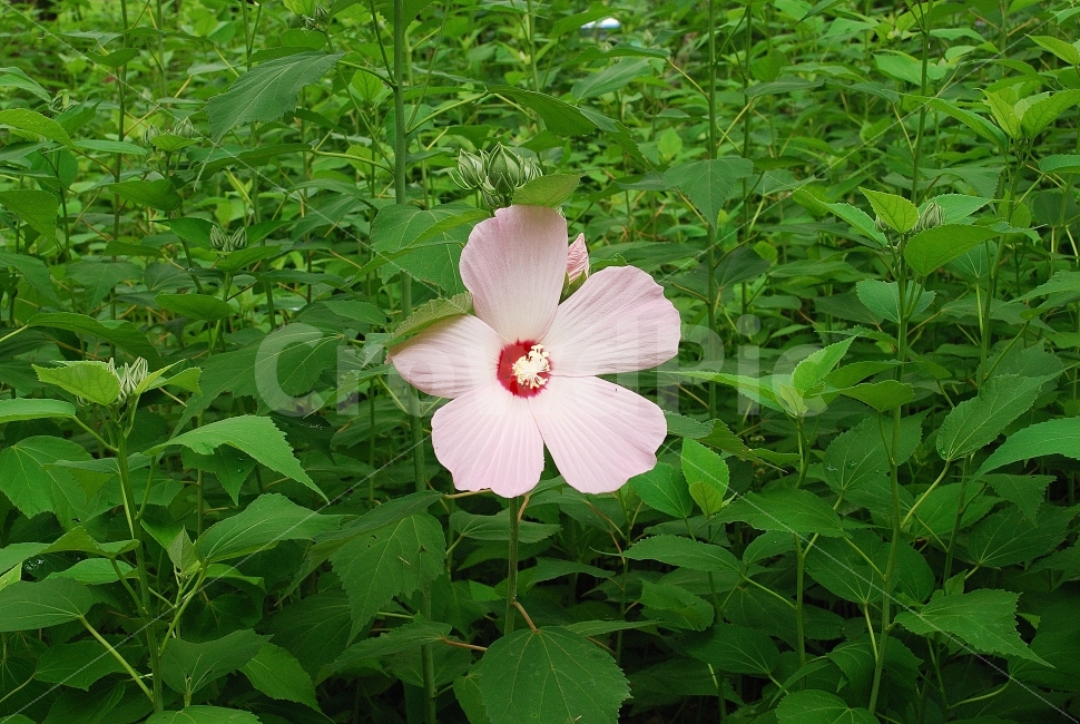 무궁화,국화,현충일,광복절,꽃,개화,식물,동양,시골,클로즈업,한국,고해상,낮,사람없음,실외,아시아,오브젝트,자연,백그라운드,풍경,꽃잎,여름,사진,단독사진,편집사진,디자이너,콘텐츠,잡지광고,광고,영상,자료,사보,카다로그,브로셔,뉴스레터,출판,편집,홈페이지,웹,모바일,출력,전단지,교과서,단행본,학습지,식물,자연,plants,nature,꽃,flower