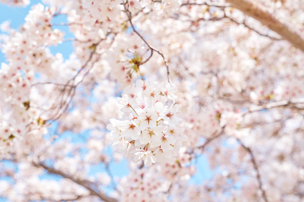 봄,벚꽃,flower,blossom,spring,skyblue,풍경,하늘,청량,포근,맑음,체리블라썸,나무,pink