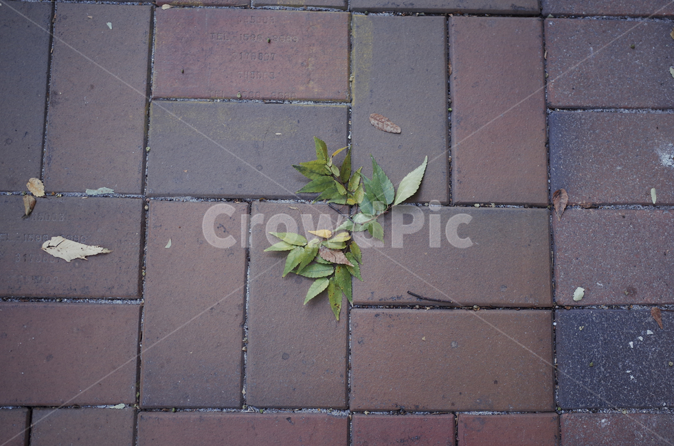 leat,잎,plant,식물,tree,나무,낙엽,바닥,인도,walkway,보도,green,식물,자연,plants,nature