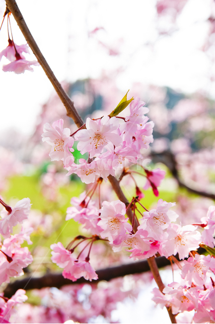 봄,봄꽃,벚꽃,분홍,사쿠라,꽃잎,나무,감성,꽃구경,nature,flower,sensible,feeling,봄,계절,spring,season,식물,자연,plants,nature,꽃,flower,plant,blossom