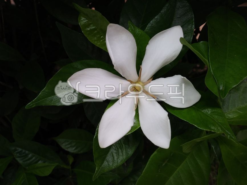 치자꽃,치자,치자나무,gardenia,흰색꽃,흰꽃,blossom,flower,꽃,식물,plant,자연,꽃잎6개