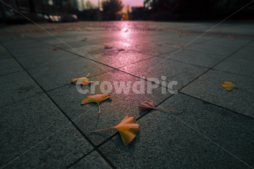 은행,잎,길,가을,계절,생물,생명,노랑,색감,leaf,plant,식물