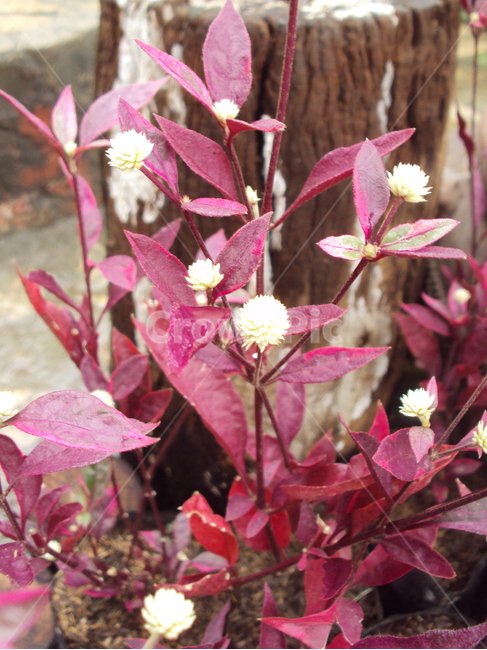 꽃,식물,자연,풀,잎,식물,자연,plants,nature,꽃,flower