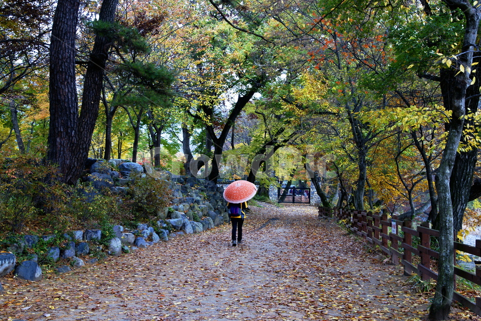 가을,단풍,우산,산책,나무,가을,계절,fall,autumn,season,자연,풍경,nature,landscape,사람,인물,인간,human,person,여성,여자,woman,female,lady,비,비오는날,rain,rainy,plant,식물,tree,road,도로,gravel,자갈,dirt road,흙길,ground,바닥,tree trunk,나무 줄기