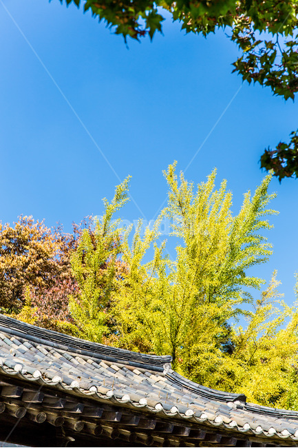 기와,처마,선,가을,단풍,전통,가을,계절,fall,autumn,season,한국전통,한국문화,korean traditional,korean culture,건축물,건물외관,exterior,building,structure,architecture,construction,transportation,교통,train track,기찻길,rail,레일,railway,철도
