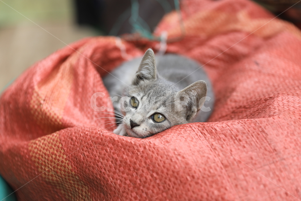 Meow,kitty,Pets,Korean Shorthair,kitten,house cat,pet cat,koreanshorthair,cat,animal