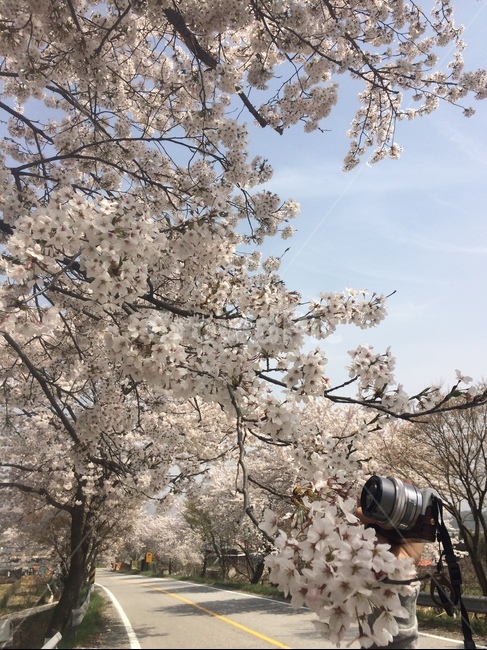벚꽃,사진찍기,사진기,베스트샷,봄,봄길