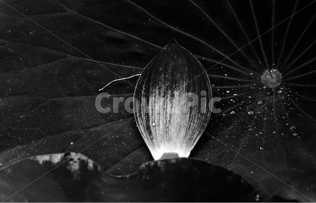 연잎,꽃잎,문양,무늬,패턴,식물,자연,plants,nature,꽃,flower,흑백,모노톤,monochrome,black and white