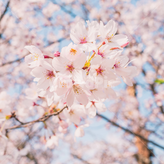 벚꽃,꽃,봄,벚꽃나무,분홍,색감,spring,flower,cherryblossom,봄,계절,spring,season,plant,식물,blossom,cherry blossom