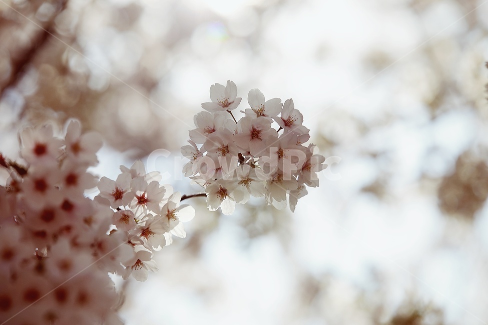 벚꽃,벚나무,cherryblossoms,flower,cherrytree,식물,자연,plants,nature,꽃,flower