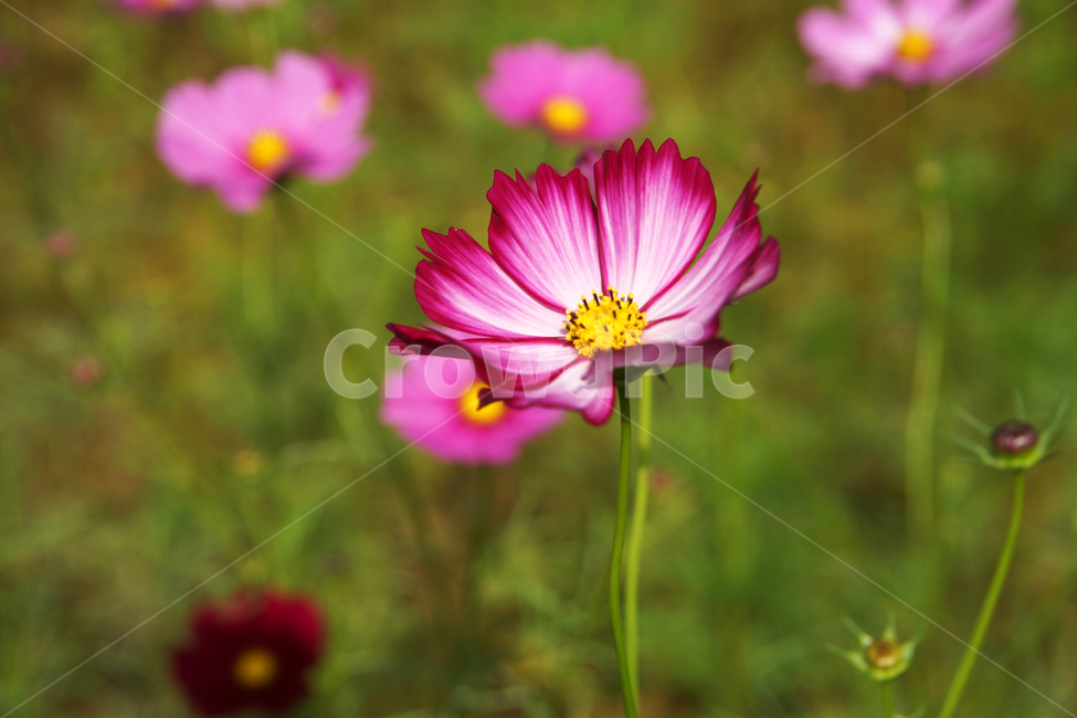코스모스,꽃,식물,가을,계절,감성,자연,가을,계절,fall,autumn,season,식물,자연,plants,nature,꽃,flower,plant,blossom,geranium,제라늄,petal,꽃잎