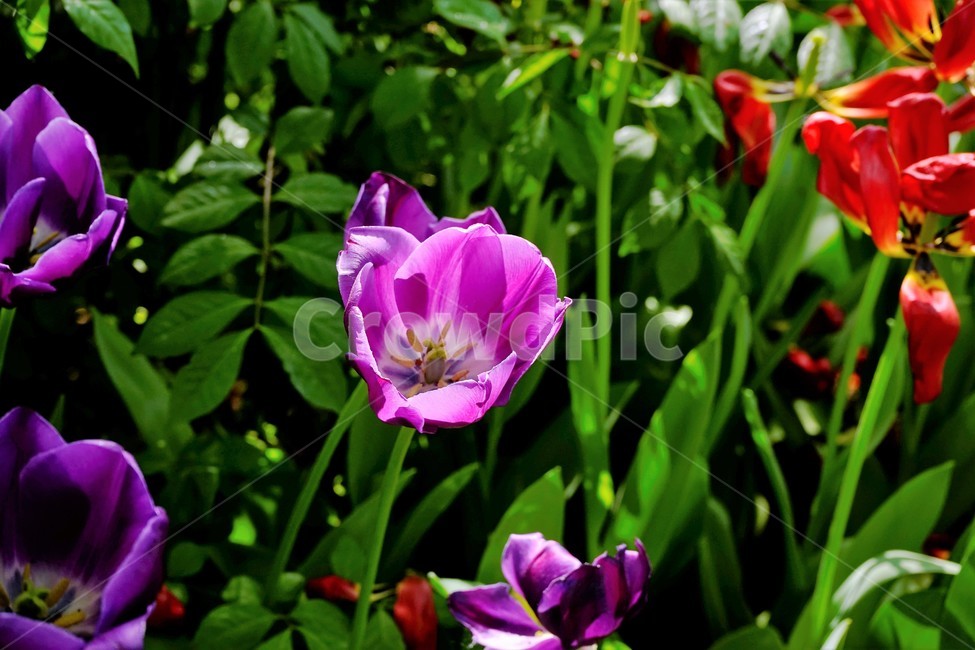 튤립,봄,bloom,꽃,식물,자연,화사함,꽃향기,tulip,colorful,floral,flower,gardenflowers,happymind,life,nature,plant,spring튤립,정원,spring