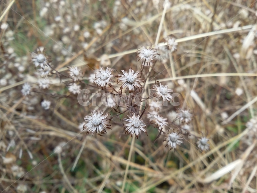plant,식물,꽃,flower,자연,가을