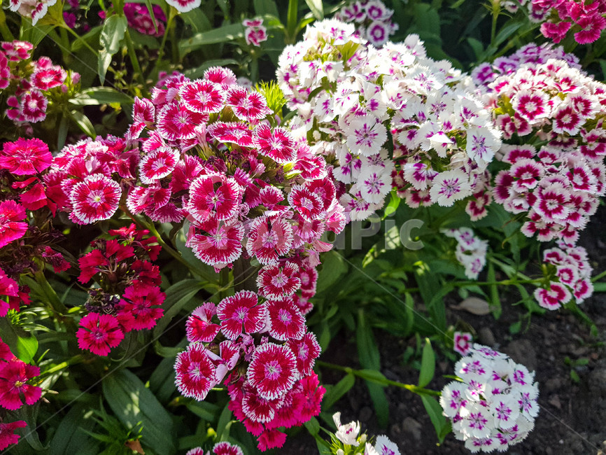 꽃,휴식,식물,자연,패랭이꽃,힐링,flower,plant,nature,감성,emotion,봄,spring,rest,healing,chinapink