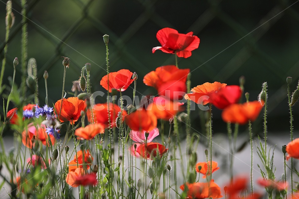 꽃,양귀비,자연,식물,양귀비꽃,식물,자연,plants,nature,꽃,flower