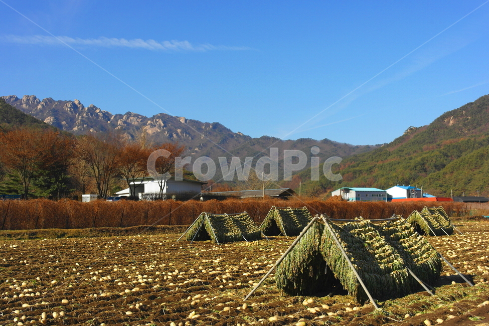 무시래기,속리산,무밭,겨울,채소,밭농사,상주시,화북면,겨울먹거리,winter,vegetable,field,farm,food,wellbeing,dry,rockymountain,푸른하늘,파란하늘,bluesky,sunny,맑음,nature,countryside,outdoors,시골,농업,농사,agriculture,farming,farming industry