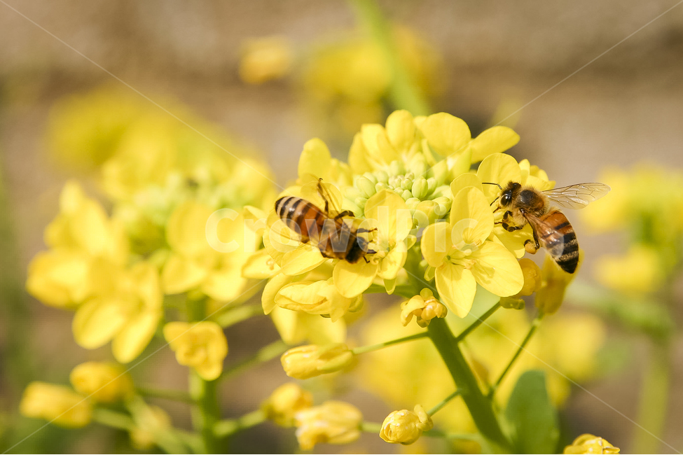 봄,개화,유채,벌,노란꽃,rapeflower,봄,계절,spring,season,식물,자연,plants,nature,꽃,flower,동물,animal,곤충,벌레,insect,bug,invertebrate,무척추 동물,bee,honey bee,꿀벌