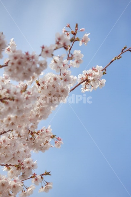 풍경,봄나들이,꽃,감성사진,벚꽃,봄,계절,spring,season,plant,식물,blossom,flower