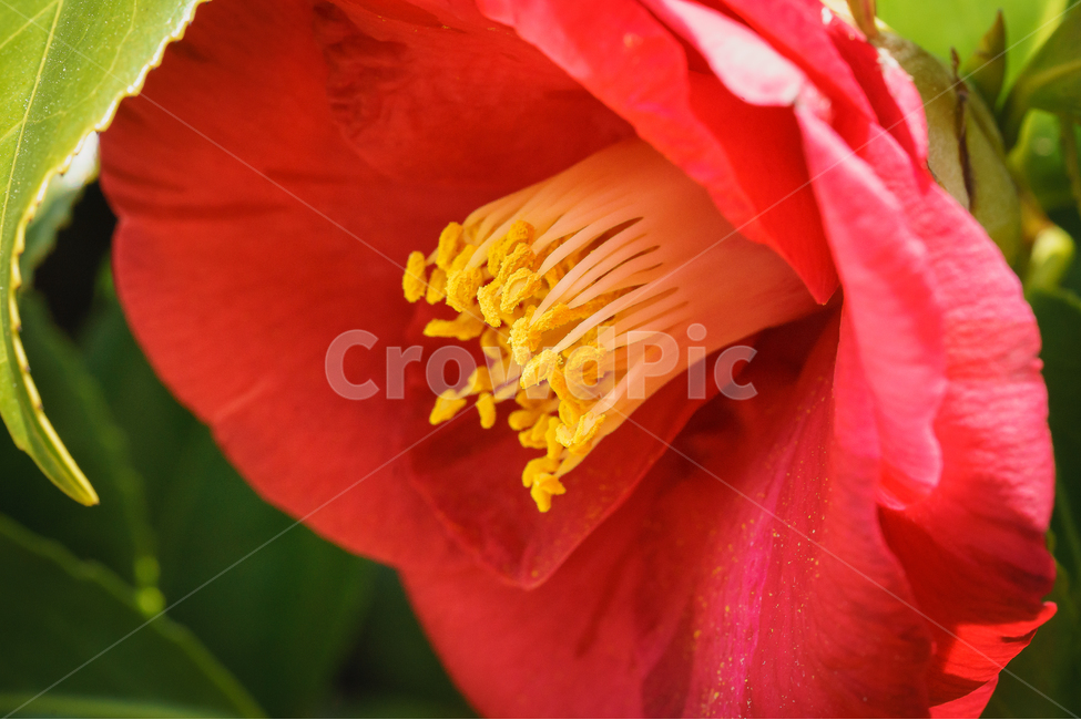 봄,꽃,동백꽃,자연,풍경,접사,spring,flower,nature,beauty,봄,계절,spring,season,식물,자연,plants,nature,꽃,flower,plant