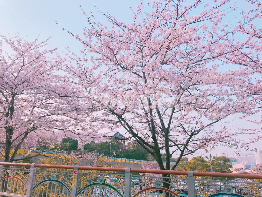 봄,벚꽃,꽃,축제,풍경