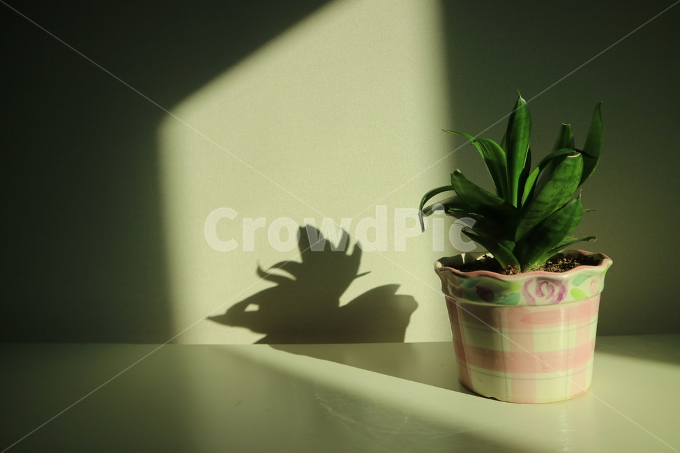 그림자,화분,식물,shadow,flowerpot,plants,감성,emotional,sunshine,실내용화초,화분,화초,house plant