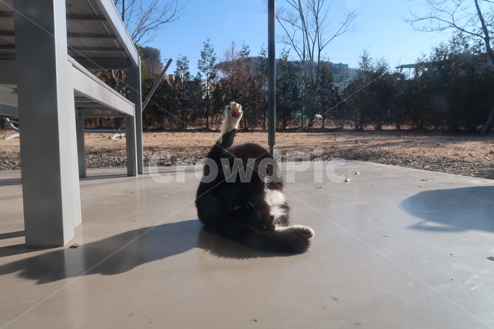길고양이,cat,턱시도고양이,길냥이,요가하는고양이,동물,animal,포유류,mammal,고양이,cat,kitten,kitty