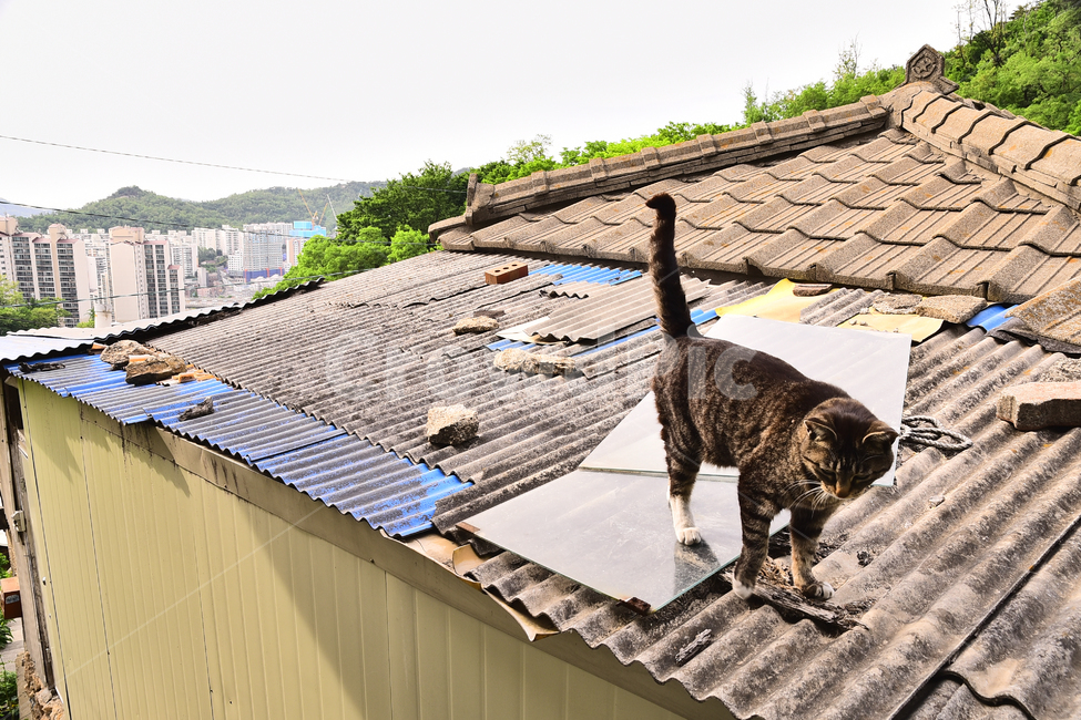 골목풍경,달동네,재개발,빈민촌,집,하우스,건축물,낡은,오래된,가난,poor,house,village,poorhillsidevillage,동네,마을,판자촌,산동네,아파트촌,대비,고양이,냥이,지붕,기와지붕,누추한