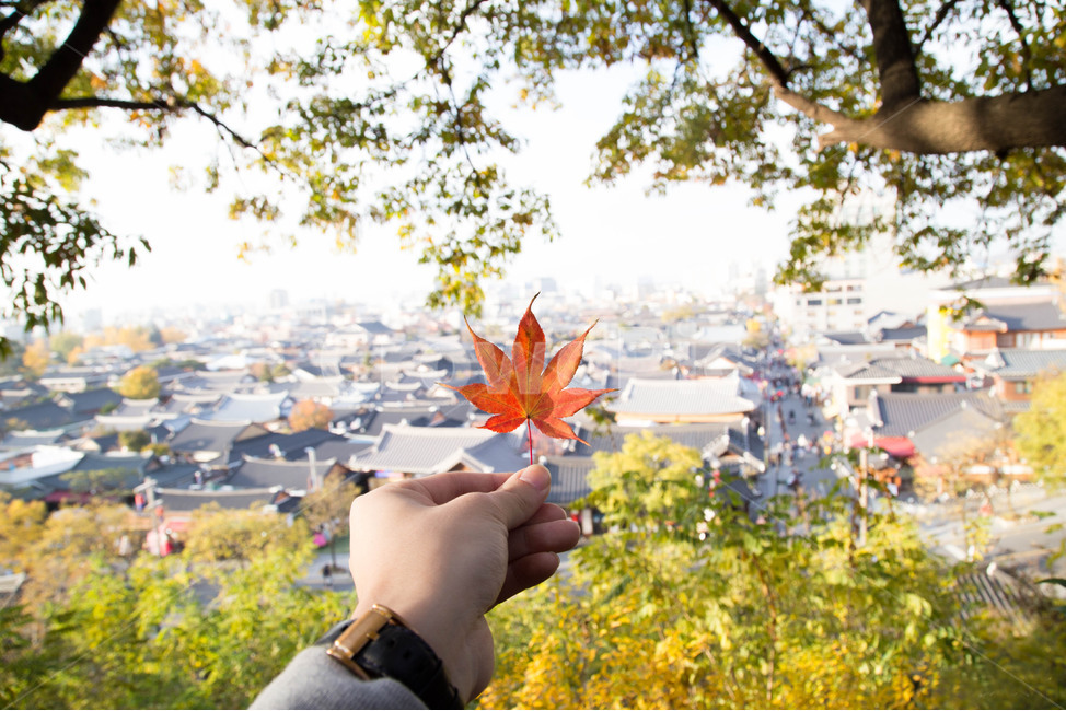 전주,가을,단풍,풍경,하늘,자연,단풍잎,배경,가을,계절,fall,autumn,season,도시,풍경,city,landscape,한국도시풍경,한국도시경관,korea cityscape,plant,식물,leaf,잎,tree,나무