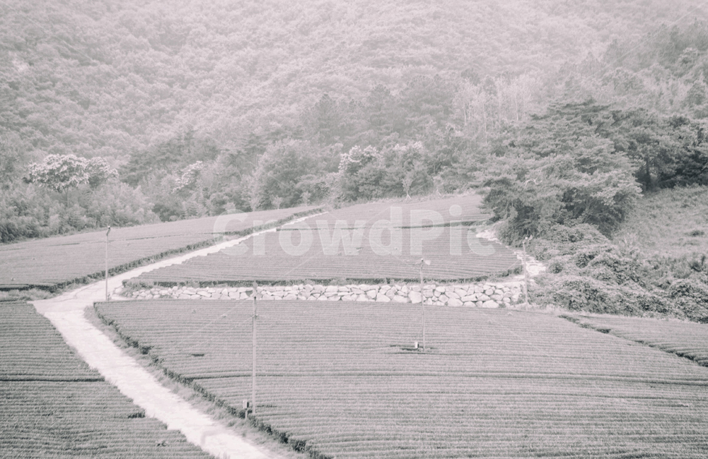 자연,풍경,녹차,차,흑백,녹차밭,밭,여름,계절,nature,landscape,greentea,tea,blackandwhite,summer,seaoson,시골,마을,풍경,landscape,country,rural,town,흑백,모노톤,monochrome,black and white