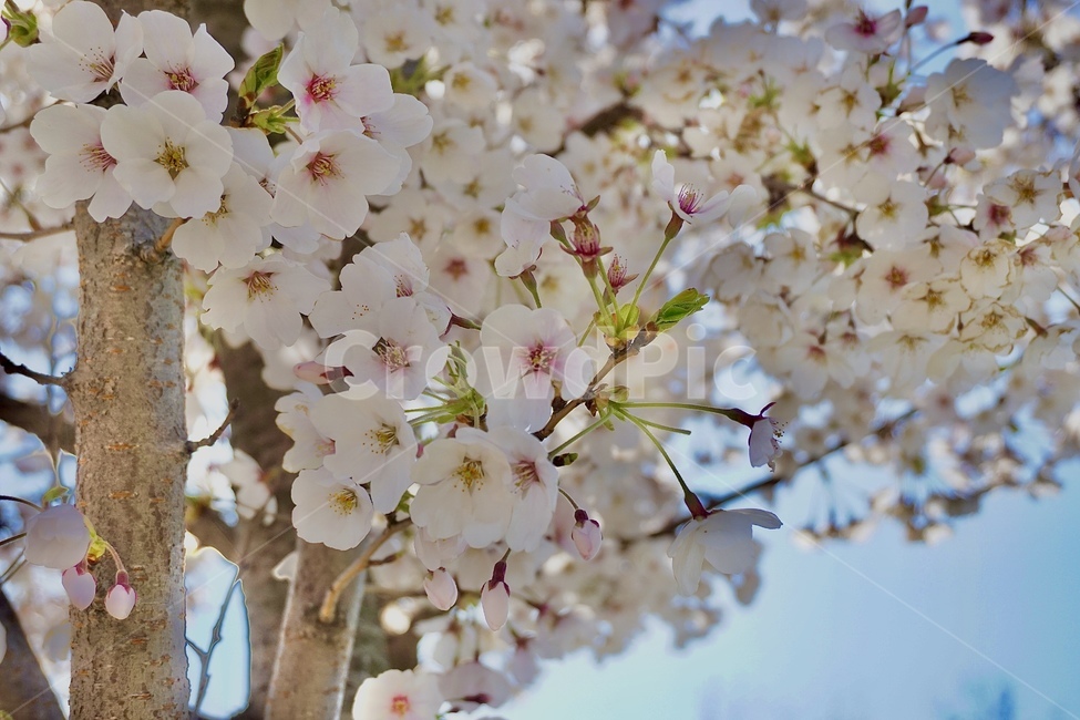 벚꽃,꽃,flower,cherry,cherryblossom,식물,공원,나무,봄,정원,하늘,벚꽃나무,sky,plant,park,tree,spring,wind,바람