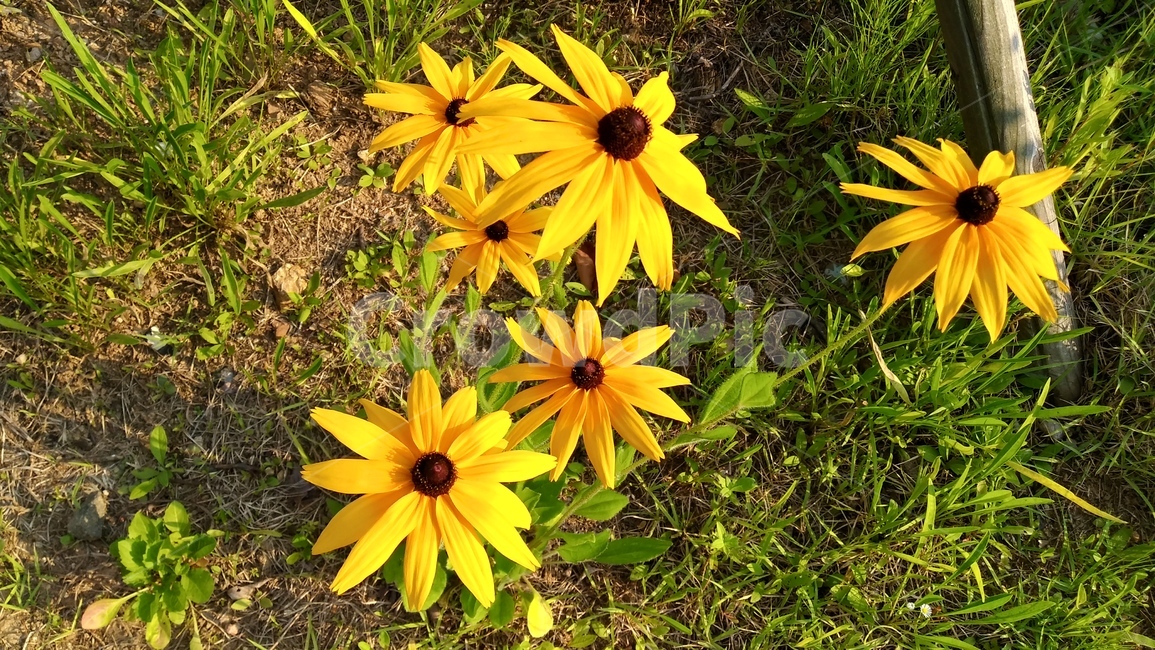 꽃,노란꽃,봄,flower,yellowflower