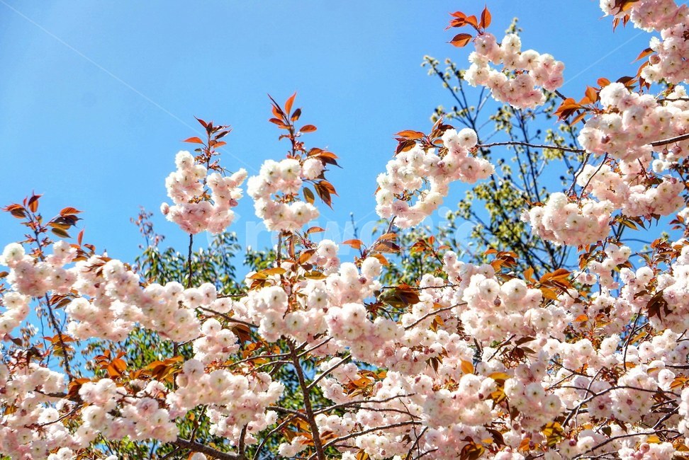 봄,벚꽃,왕벚꽃,겹벚꽃,꽃,분홍,감성,풍경,자연,계절,식물,봄,계절,spring,season,식물,자연,plants,nature,꽃,flower,plant