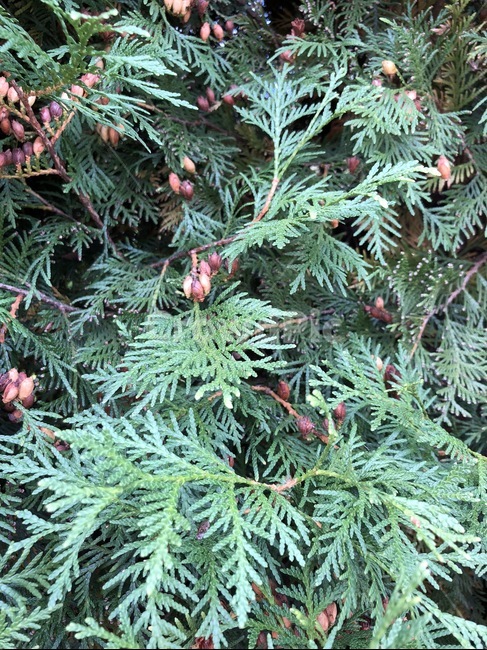 나무,침엽수,잎파리,잎사귀,식물,초록,식물,자연,plants,nature