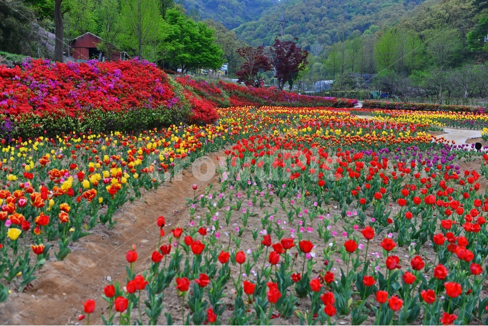 무등산,동적골,튤립축제,철쭉,노랑,빨강,봄,계절,패턴,tulip,튤립,plant,식물,blossom,flower,꽃,자연,풍경,nature,landscape
