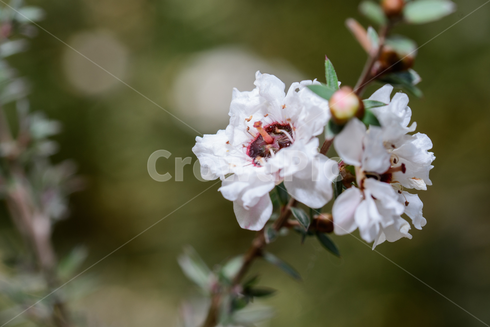 봄,꽃,식물원,매크로,접사,하얀꽃,봄꽃,봄,계절,spring,season,식물,자연,plants,nature,꽃,flower,plant