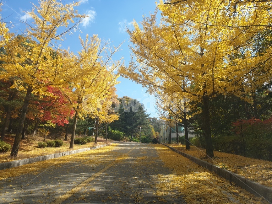 단풍,단풍나무,가을,메이플,maple,가을,계절,fall,autumn,season,tree,나무,plant,식물