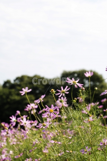 코스모스,식물,꽃,꽃봉오리,풍경,사진,단독사진,디자인,소스,포토,사진자료,배경,배경사진,백그라운드,한국,동양,아시아,자연,환경,실외,낮,아침,봉오리,잎,꽃잎,7월,8월,9월,가을,가을꽃,여름꽃,꽃밭,아웃포커스,접사,근접,여름,녹색,야외,역광,가을하늘,가을,계절,fall,autumn,season,식물,자연,plants,nature,꽃,flower,plant