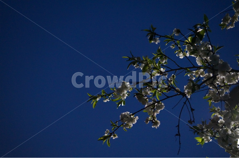 백매화,흰색,봄,하늘,저녁,흐림,봄,계절,spring,season,야경,밤,풍경,nightscape,night,landscape,식물,자연,plants,nature,꽃,flower,plant,leaf,잎