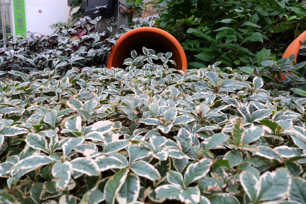 예루살렘체리,체리,나무,식물,고추나무과,자연,식물원,식물,자연,plants,nature