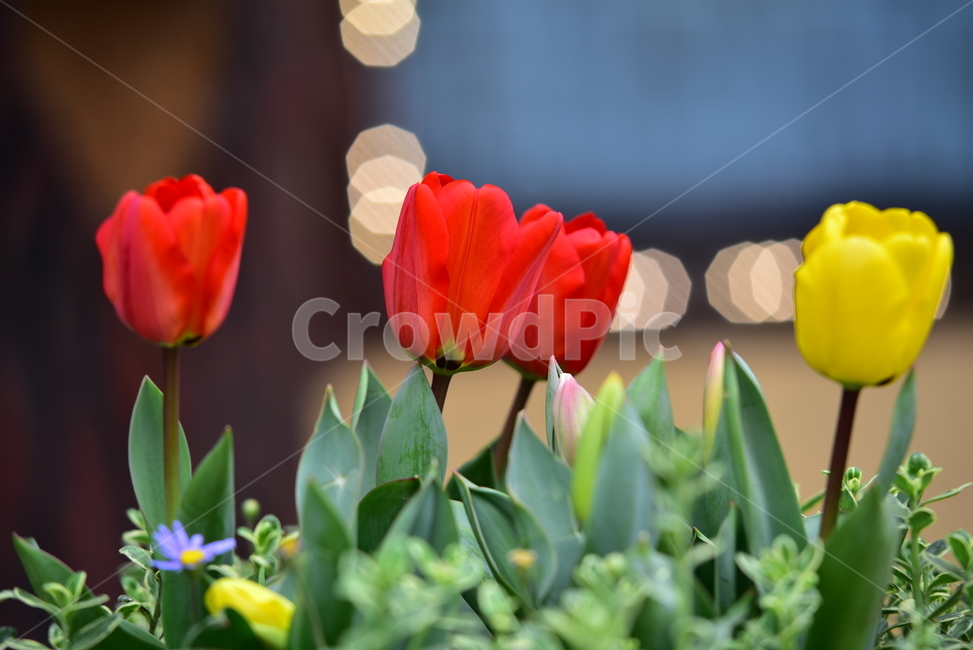 튜울립,튤립,꽃,식물,튤립꽃,blossom,flower,plant,tulip,식물,자연,plants,nature,꽃,flower