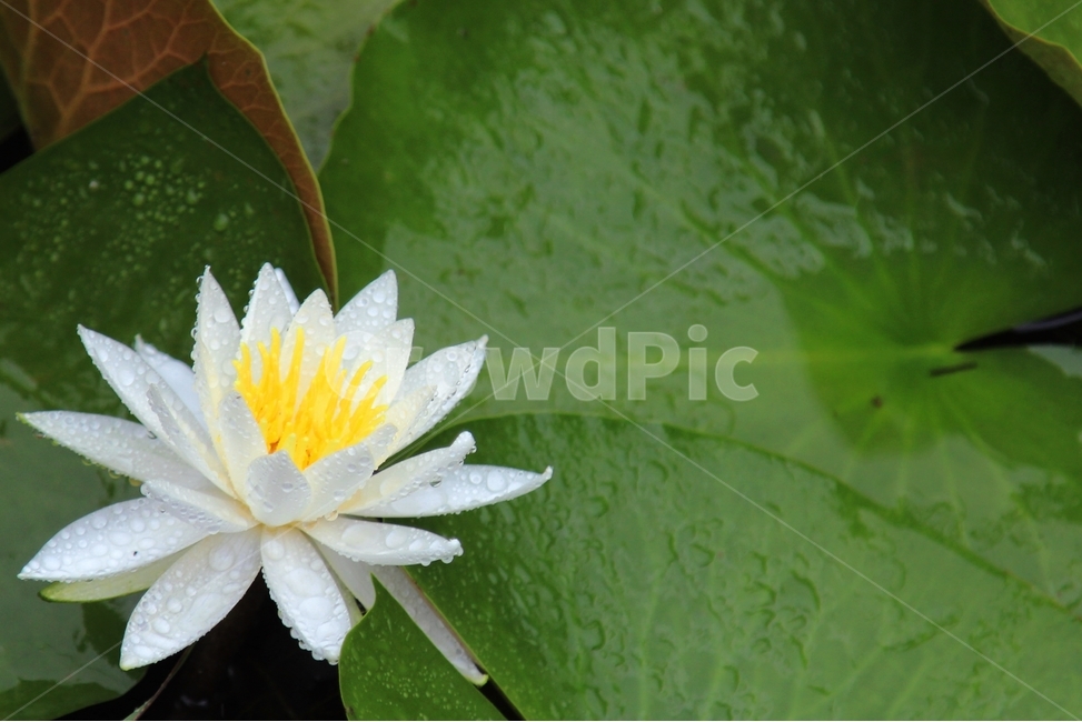 연꽃,비,녹색,싱그러움,인연,생명,식물,자연,plants,nature,꽃,flower