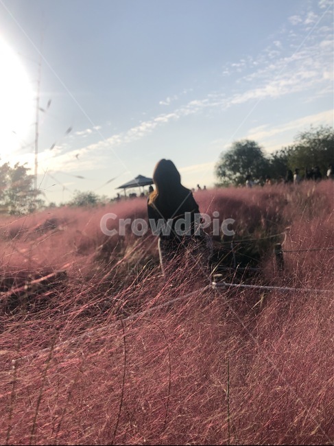 뒷모습,여자뒷모습,가을풍경,핑크뮬리,하늘공원,가을,계절,fall,autumn,season