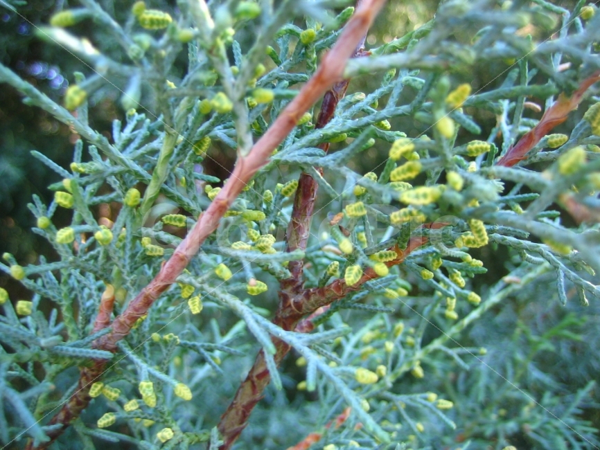 녹색,노랑,길에서,공간,장소,식물,자연,plants,nature