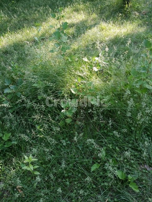 풀,풀밭,공원,초록,green,자연,nature,park,grass,식물,자연,plants,nature,꽃,flower