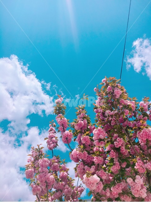 하늘,벚꽃,겹벚꽃,봄,flower,spring