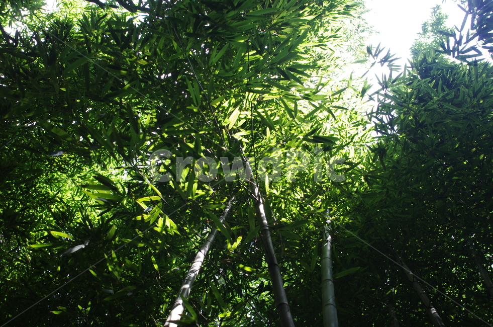 담양,대나무,죽,산책,죽녹원,자연,풍경,nature,landscape,plant,식물,bamboo