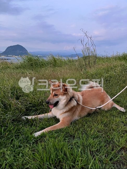 Hwanggu,nature,jeju island,Pets,Beach,medium sized dog,Jindo dog,animal,pet dog,dog,pet
