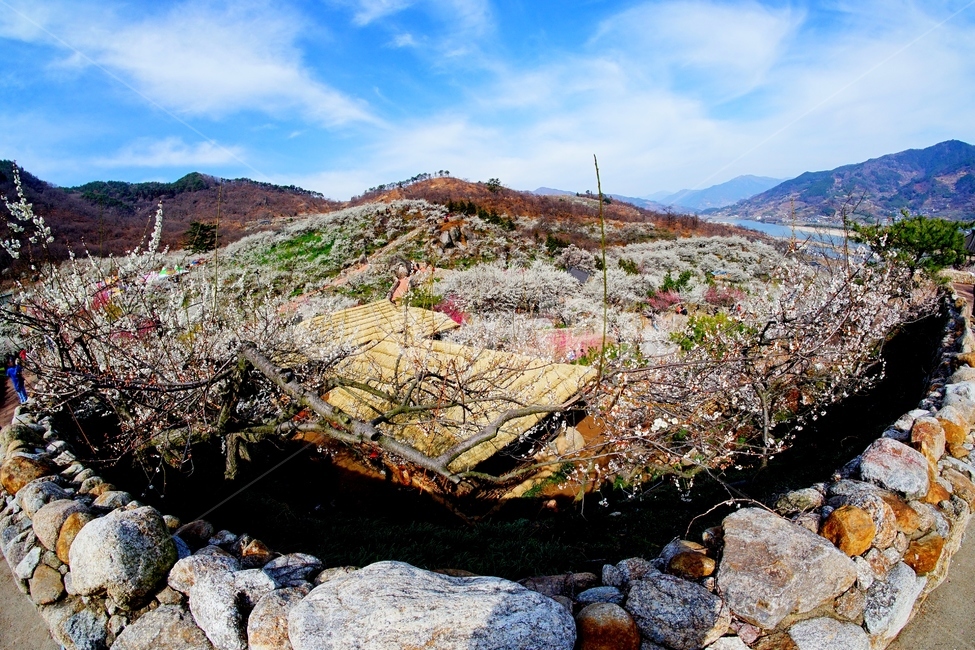 매화마을,봄,꽃,다압면,풍경,봄,계절,spring,season,자연,풍경,nature,landscape,outdoors,옥외