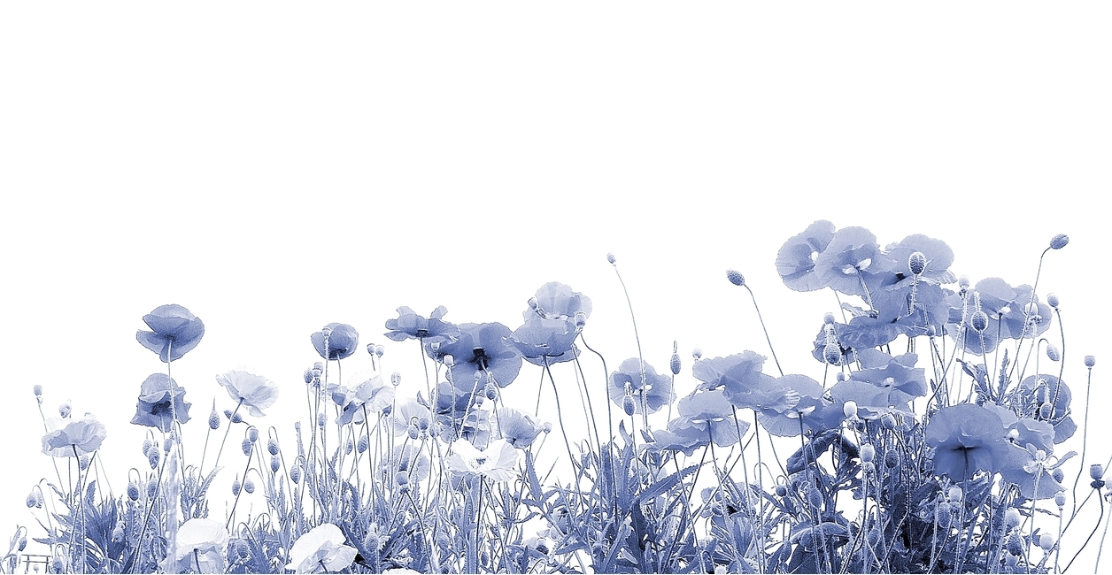 양귀비,양귀비꽃,봄꽃,꽃양귀비,붉은양귀비,식물,자연,plants,nature,꽃,flower,흑백,모노톤,monochrome,black and white,누끼,remove background