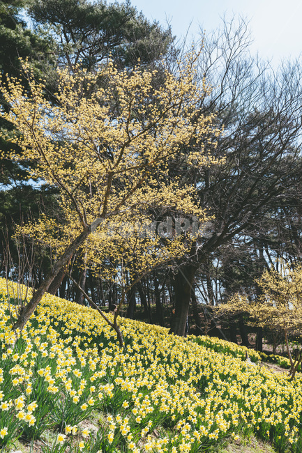 봄,봄꽃,개화,개화기,수선화,자연,풍경,flower,daffodil,blossom,개나리,노란,노랑색,노란꽃,노랑꽃,spring,plant,식물,tree,나무